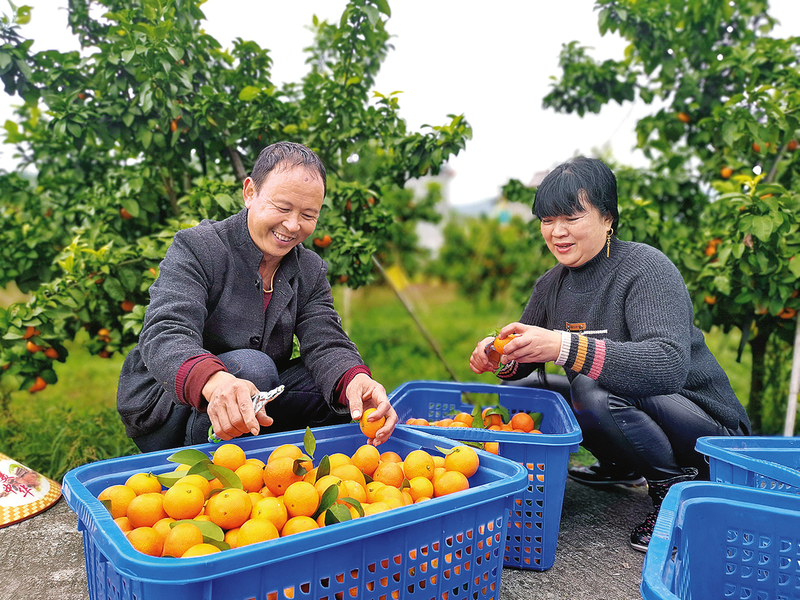 村民摘收柑橘。