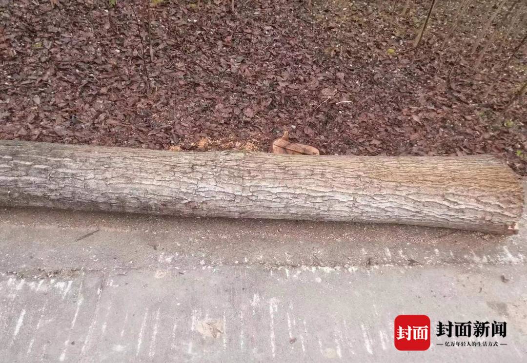 陕西丹凤“强砍槐树”事件续：种植户与镇政府签合同被许可种植 谁该为损失买单？1