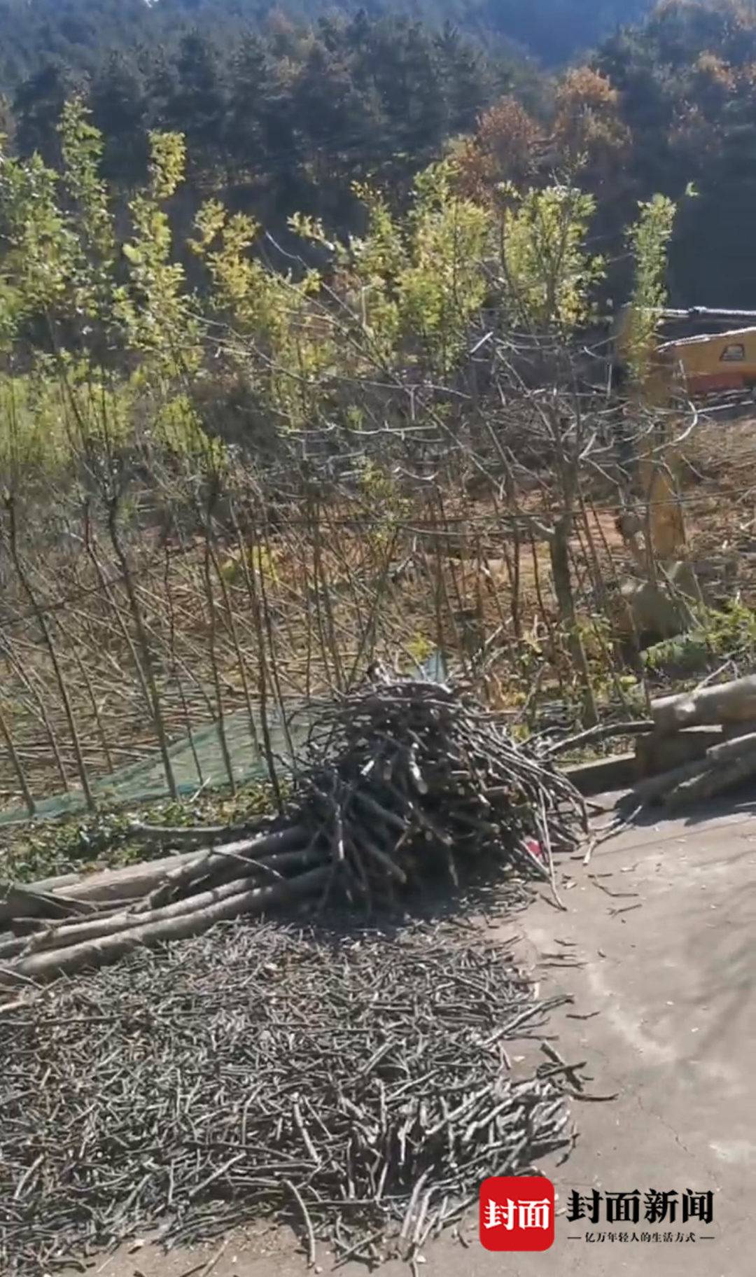 陕西丹凤“强砍槐树”事件续：种植户与镇政府签合同被许可种植 谁该为损失买单？3