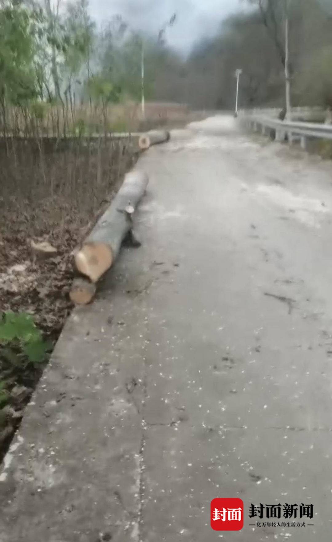 陕西丹凤“强砍槐树”事件续：种植户与镇政府签合同被许可种植 谁该为损失买单？6