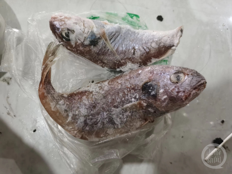 浙江一大妈买海鱼红烧后半夜发绿光，科普博主：保存时感染了发光菌类2