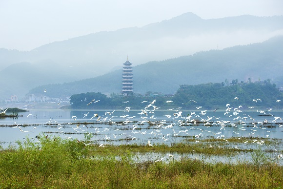 3鸟类栖息的“天堂”——开州汉丰湖。重庆市湿地保护管理中心供图 华龙网发