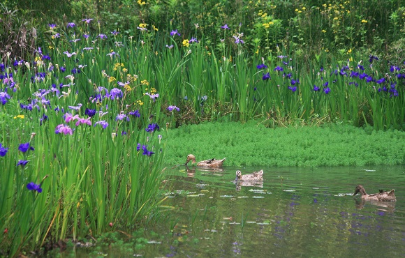 2重庆南岸迎龙湖国家湿地公园景色。重庆市湿地保护管理中心供图 华龙网发