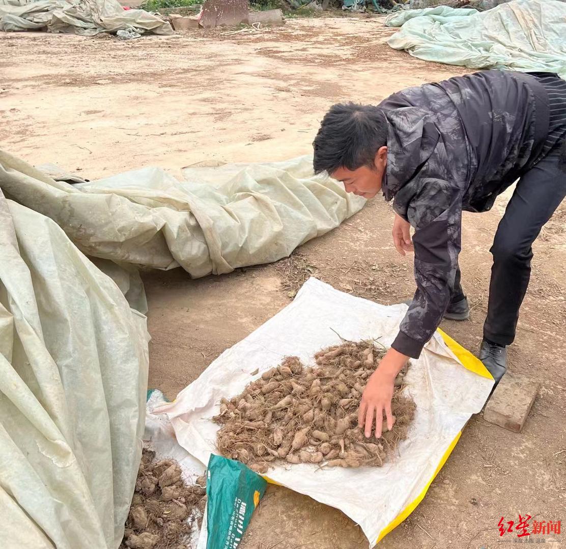 河南周口“抢药材”村民：打过招呼能叫抢？1
