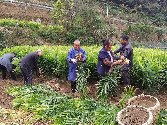 村民忙着采收生姜。黔江区委宣传部供图 华龙网发