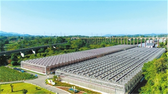 重庆数谷农场荷兰·蕃茄工场外景。记者 陶冶 摄