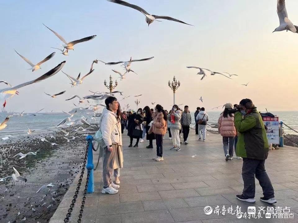 海鸥回来了，青岛栈桥拍照大爷却“消失”了3