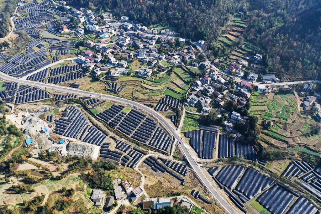 马喇镇杉树村羊肚菌产业基地 