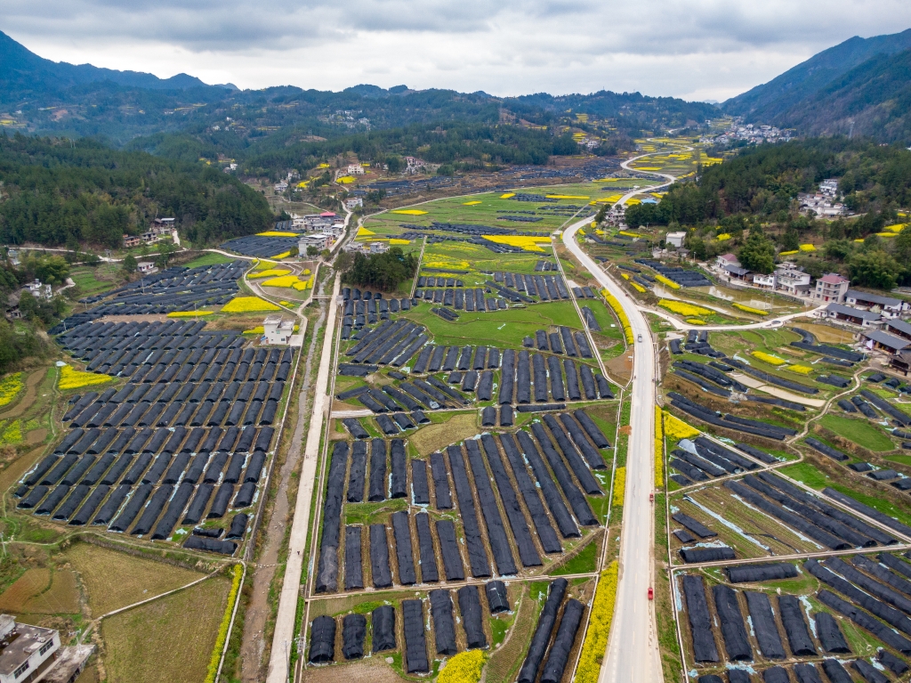 马喇镇香树村羊肚菌产业基地