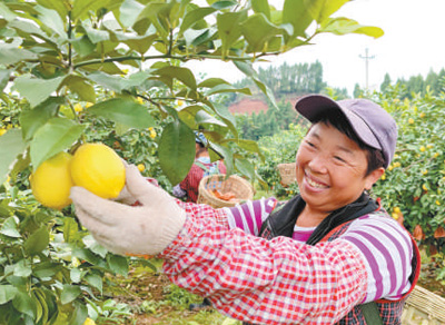 重庆市潼南区10余万人吃上“柠檬饭”,2022年柠檬产业链总产值逾60亿元<br>发展柠檬产业鼓起了果农“钱袋子”(人民眼·乡村产业振兴)1