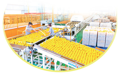 重庆市潼南区10余万人吃上“柠檬饭”,2022年柠檬产业链总产值逾60亿元<br>发展柠檬产业鼓起了果农“钱袋子”(人民眼·乡村产业振兴)2