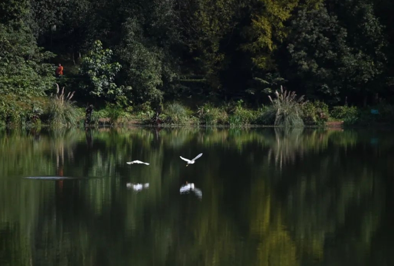 青山绿水间，一只只白鹭在嬉戏。