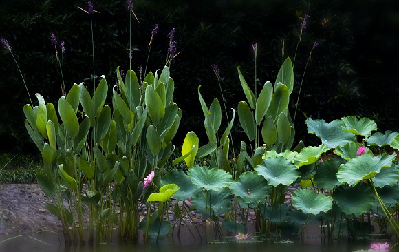2湿地公园内植被资源丰富。荣昌区林业局供图 华龙网发