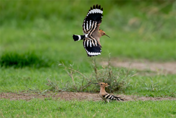两只戴胜鸟在福州长乐闽江河口湿地打闹嬉戏。新华社记者 魏培全 摄