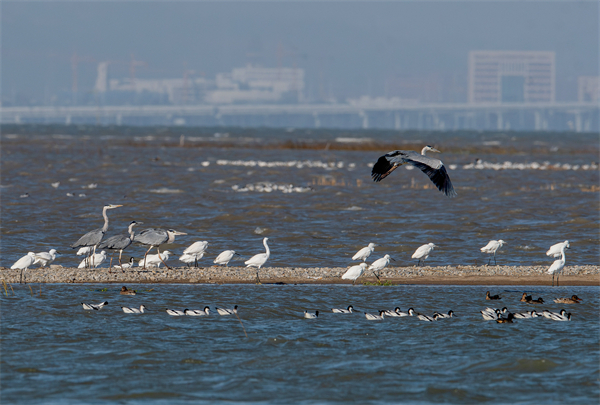 一群苍鹭、白鹭等水鸟在泉州湾河口湿地停歇觅食。新华社记者 魏培全 摄
