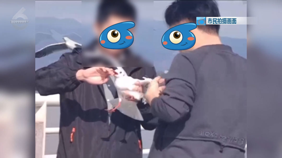 起诉昆明官方？男子抓海鸥拍照被罚后，发视频称“它先咬我”1