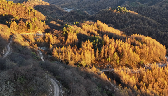 秋天，金色的落叶松浩荡绵延。红池坝景区供图 华龙网发