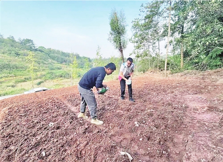 志愿者深入田间地头放种，助力农民秋耕生产。记者 杨荟琳 供图