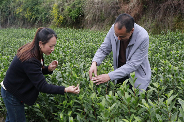 荆竹村党支部书记与管理人员一起查看白茶长势。通讯员 陆显德 摄