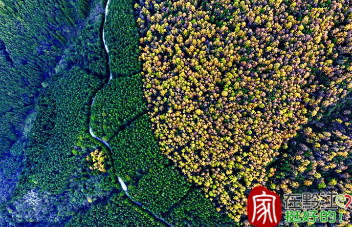 黔江国家森林公园灰千梁子景区。
