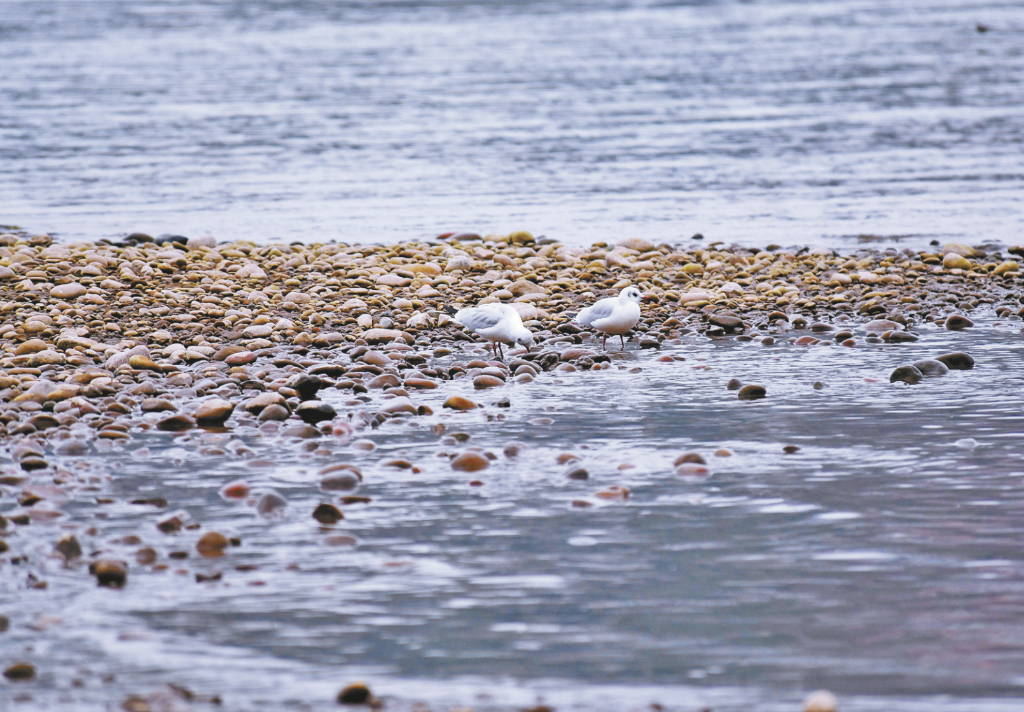 Black-headed Gulls were found near the Jijiang Bridge over the Yangtze River. (Photographed by He Kui)