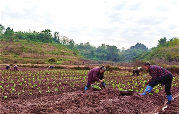 近日，屏锦镇四方村青菜头种植基地，村民们在移栽青菜头苗。记者 张晓庆 摄