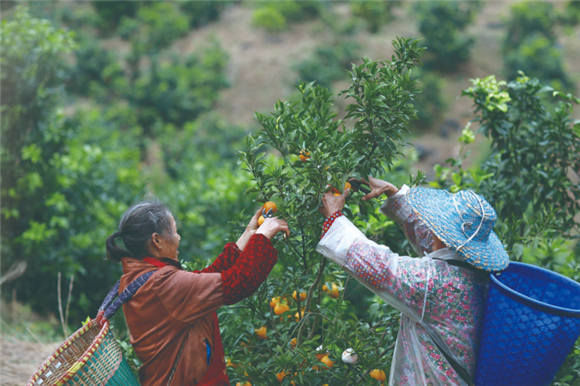 黄林村村民在种植园采摘柑橘。记者 彭怡 摄