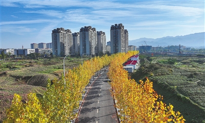 双桂街道碧湖支路，金黄的梧桐枝叶繁茂，点缀街景。记者 熊伟 向成国 供图