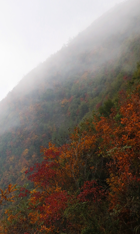 云雾缭绕下，半山红叶与半山青黛相映成趣。华龙网记者 徐云卿 摄