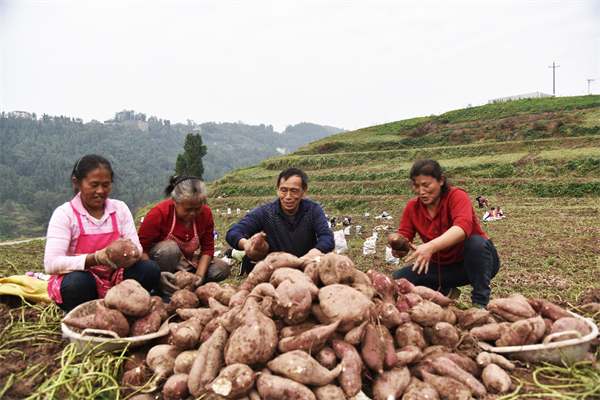 村民抢挖红薯，腾地种榨菜。通讯员 谭华祥 摄