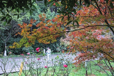 铁山坪森林公园，红枫为初冬带来一丝暖意。记者 曹检 摄