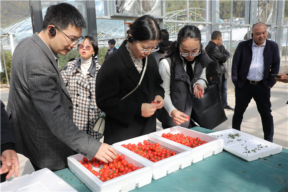企业代表们品尝武隆高山番茄。武隆区委宣传部供图 华龙网发