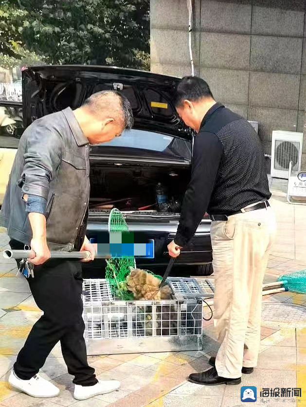 宠物犬被捕狗队抓走送往市场宰杀，涉事者还付了店铺150元“加工费”3
