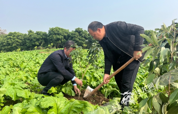 村民正在种植荔枝树。华龙网记者 李黎 摄