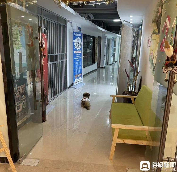 宠物犬被捕狗队抓走送往市场宰杀，涉事者还付了店铺150元“加工费”1