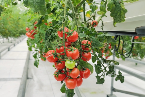 无土栽培的番茄。陈泓莹 摄