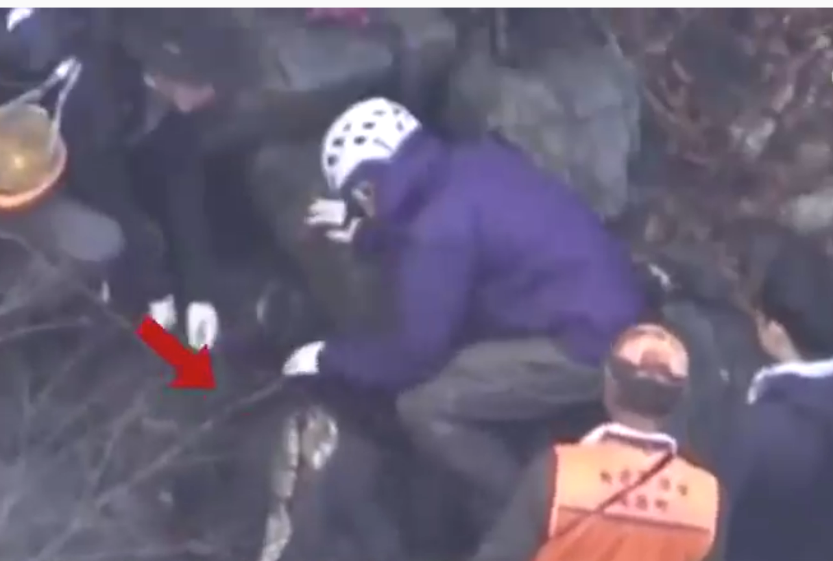 日本一棕熊尸体内发现人体残骸,为此前登山死亡的22岁大学生1