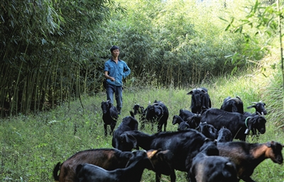 紫照镇桂香村六组，村民邓寨奎在山中放羊。记者 高柔 供图
