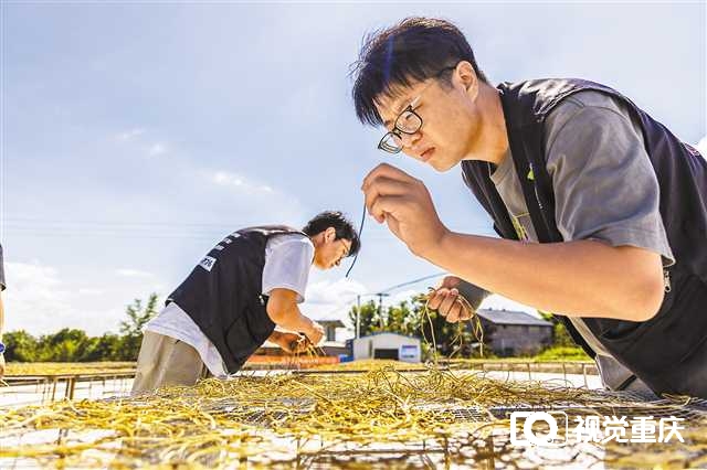 江津这个小山村，为何能引来15位年轻人创业