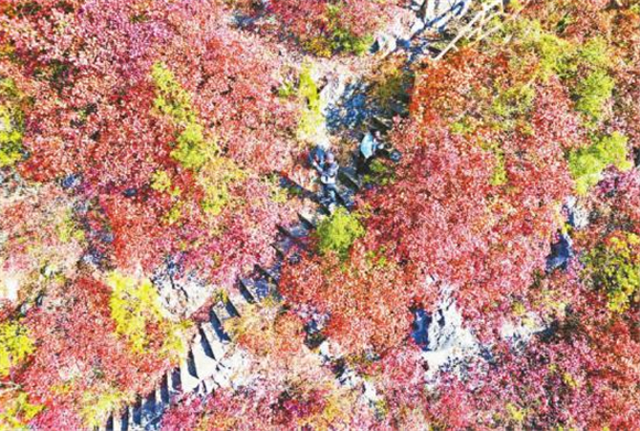 Visitors took photos with the red leaves. (Photographed by Xiao Qiao and Zeng Lu) 
