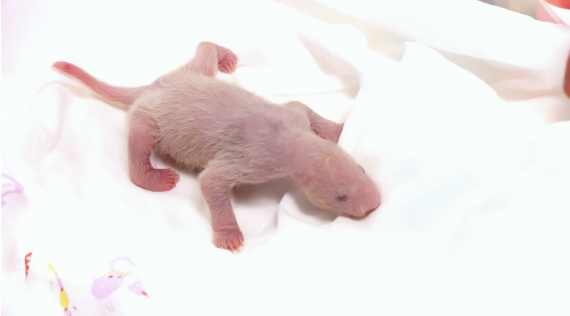 纪录片《守护大熊猫之福宝诞生记》揭开大熊猫的“新秘密”2