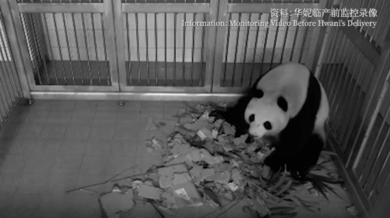 纪录片《守护大熊猫之福宝诞生记》揭开大熊猫的“新秘密”1