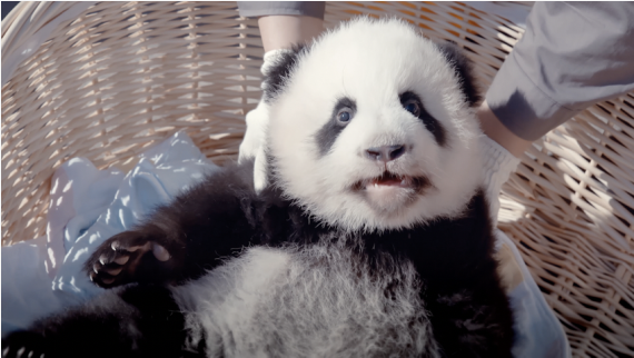 纪录片《守护大熊猫之福宝诞生记》揭开大熊猫的“新秘密”3