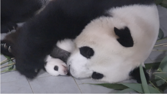 纪录片《守护大熊猫之福宝诞生记》揭开大熊猫的“新秘密”6