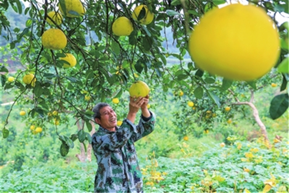 A fruit farmer picked pomelos in Liangping. (Photographed by Qu Fanjie) 