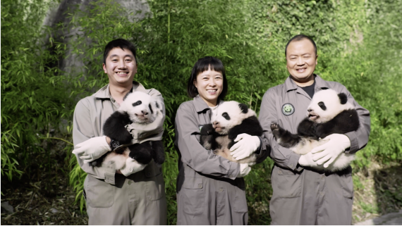 纪录片《守护大熊猫之福宝诞生记》揭开大熊猫的“新秘密”5