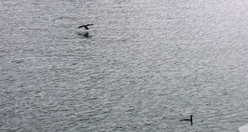 鱼鹰在江面觅食。