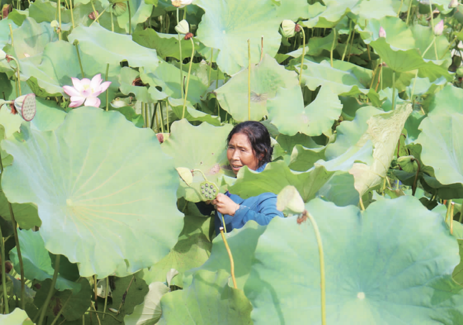 重庆彭水：荷花盛开引蜂来 莲子丰收采摘忙2