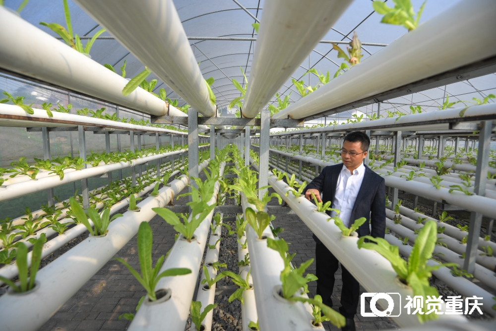 生活污水预处理后可水培蔬菜 重庆科技学院这项研究将获推广1