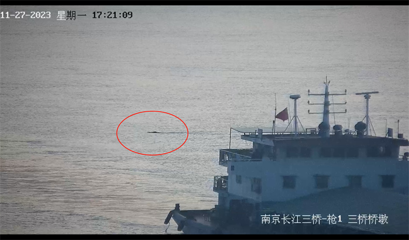 游泳健将！南京一只野猪“丝滑”横渡长江2